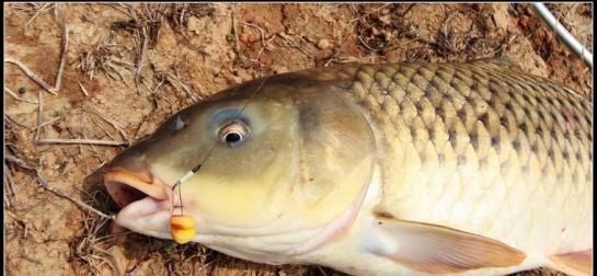 玉米|夏季玉米熟了,鲜美多汁;快试试用新鲜玉米钓大鱼