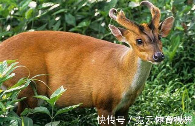 野猪|4次夜钓奇异事件，当时就收竿走人，心理暗示自己吓自己