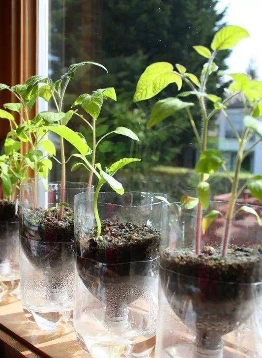 浇水|太神奇了!她在塑料瓶里种蔬菜,一年都吃不完!