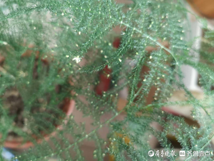 文竹开花见过吗？密密麻麻小黄花点缀枝头，别有一番韵味|情报站| 齐鲁晚报