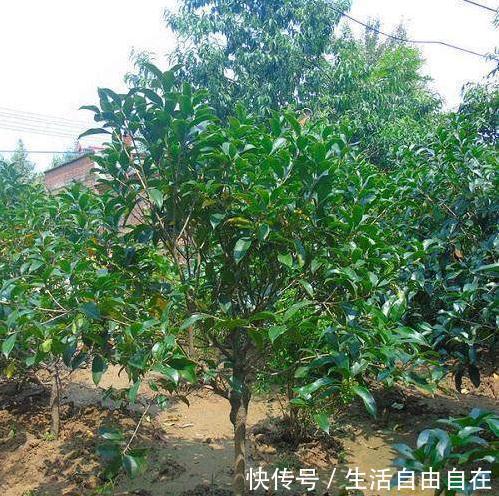 家里养花别瞎养2种花是大忌,6种花旺财还养人