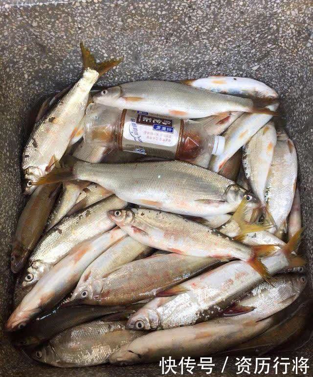 春季黄尾正狂口,各种水域都会有,攻略及钓法分享