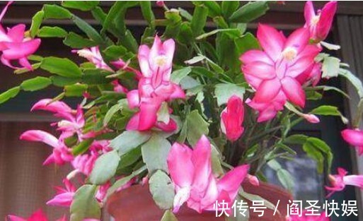 3种花“爱吃醋”，立秋后1个月喂“1杯”，叶油绿，花呼呼开！