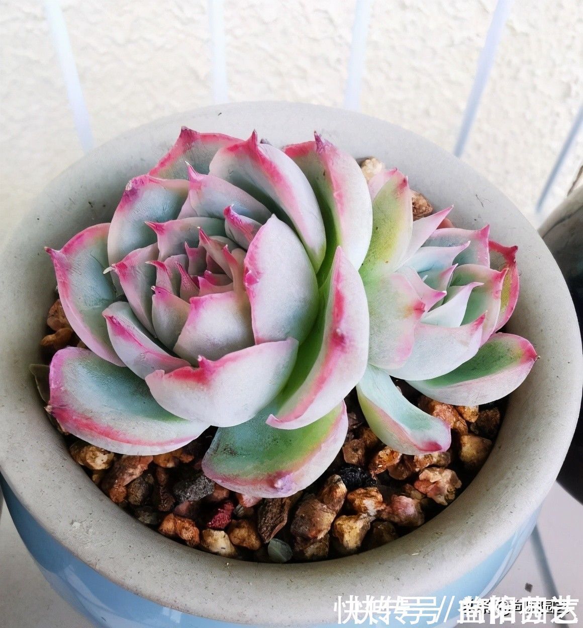 肉肉|从0开始养多肉,肉肉买回家,按照这套方式来养,死亡率最低