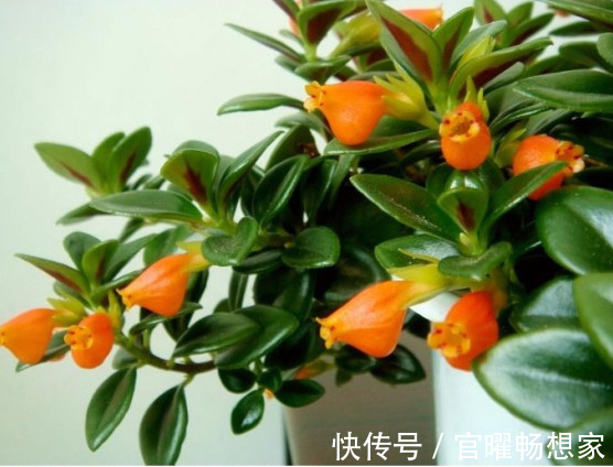 吊兰也能“开红花”，养一盆“嗖嗖”冒花苞，比绿萝漂亮！