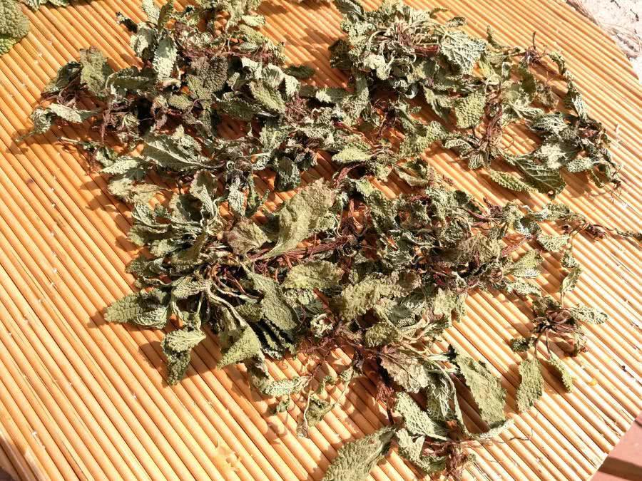 薄荷|农村一种野草,长得像薄荷,牛不吃鸡不刨,却是治疗咽炎的良药