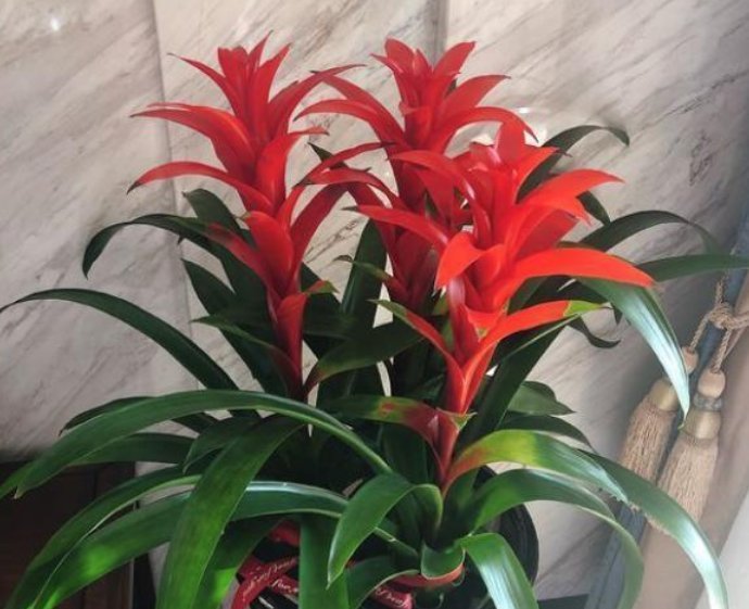 家里常养的4种花,寓意好又养人,镇宅、开运,养在客厅正合适