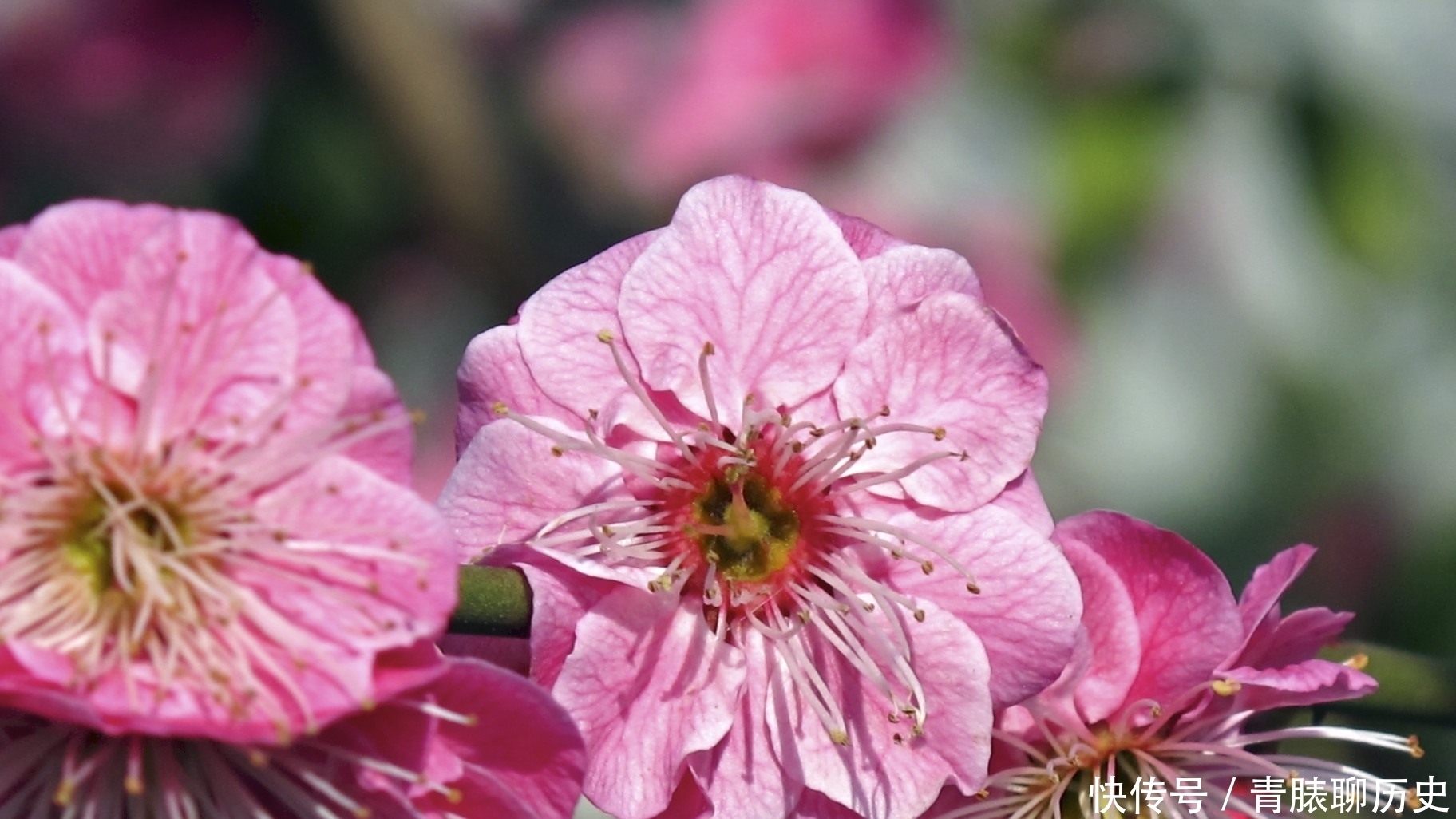 属蛇人21年 生肖蛇有3大喜来临 你还不快快来接喜 全网搜