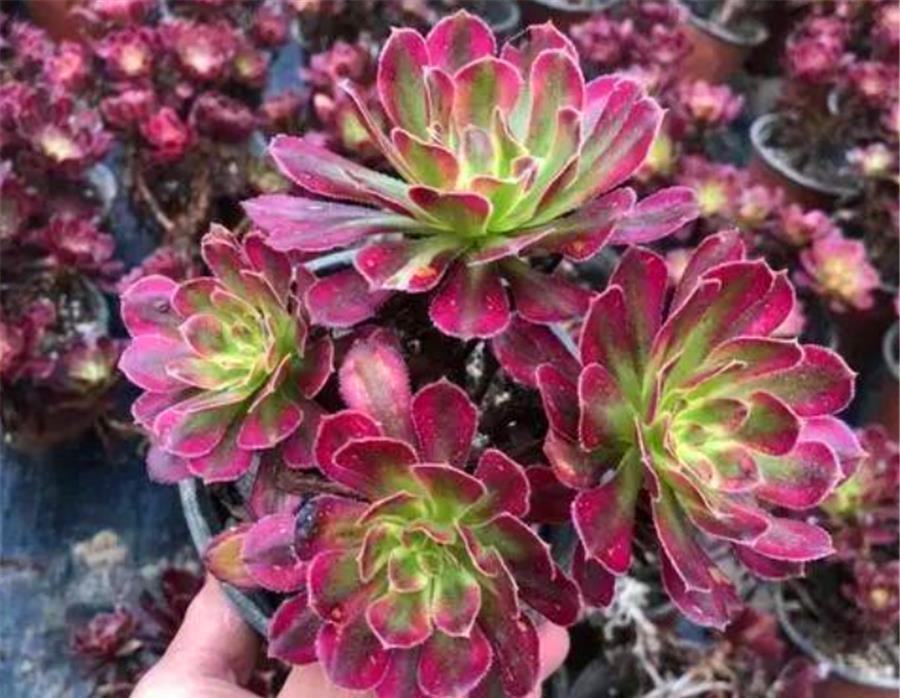 阿勇|法师夏天总黑腐?做好“1多1少1适中”,不落叶颜色美