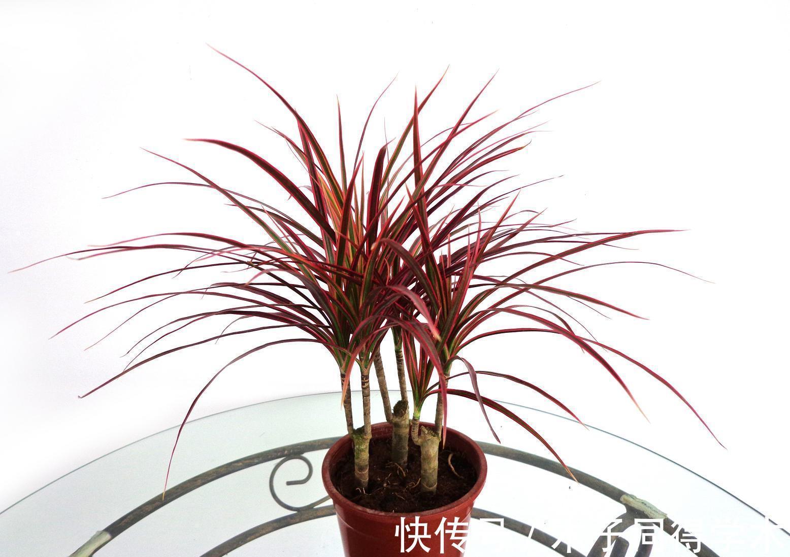 中国传统文化|养花试试这几款,枝叶茂密,色彩绚丽多姿,深受人们喜爱