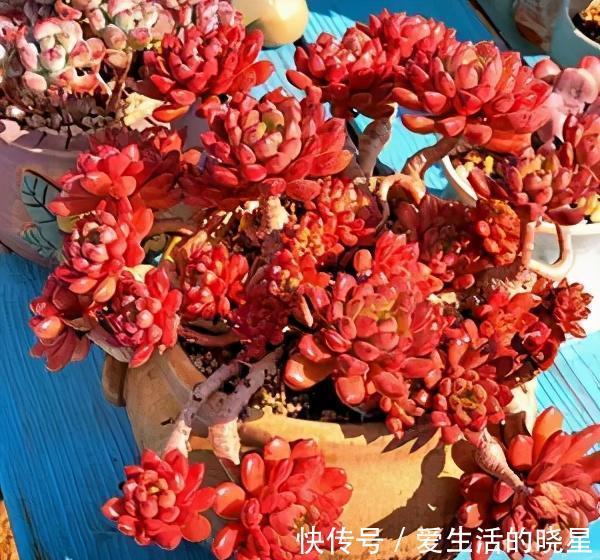光照|教你4招养多肉红宝石,颜色鲜红靓丽,还能养成群生手捧花