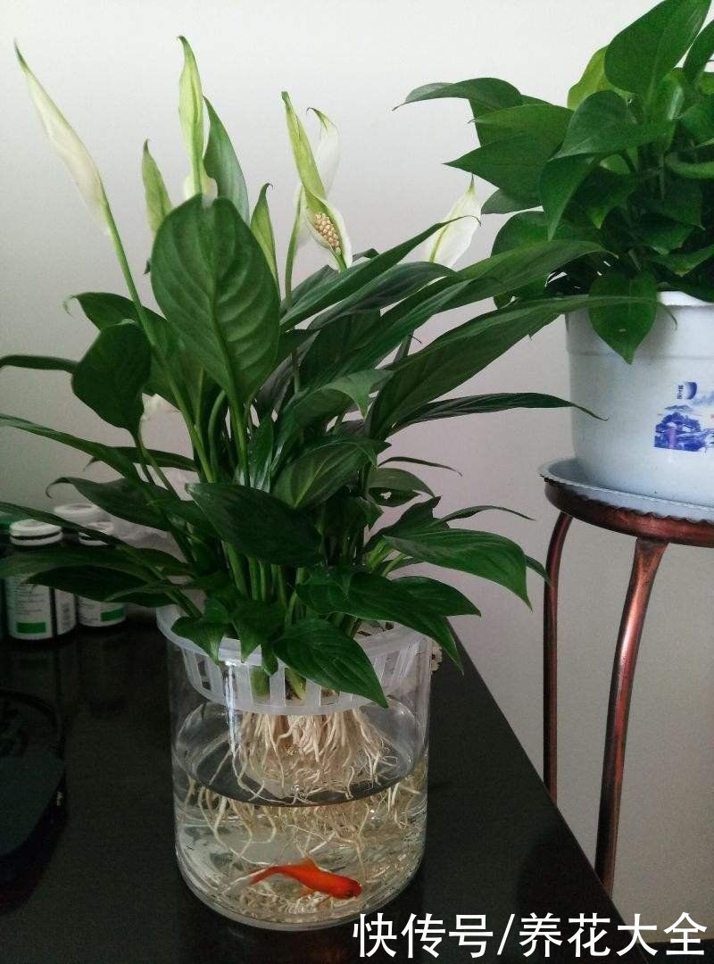 养花换个方法,直接插水里养,干净长得快