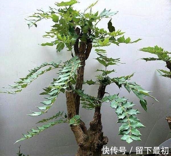 药理|这种“花”对人有“大功劳”,花朵一串串,是小感冒、痢疾大克星