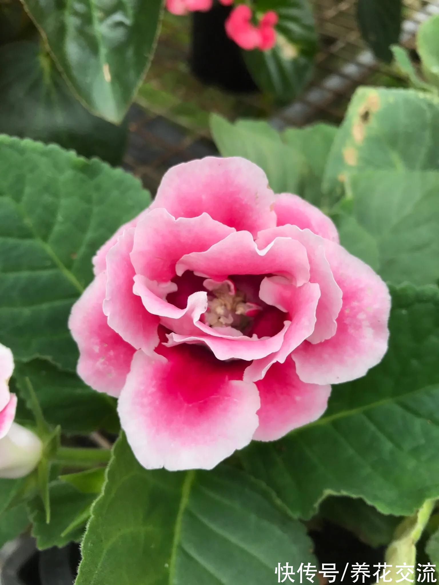 很适合在春节前后入手的5种盆栽开花植物