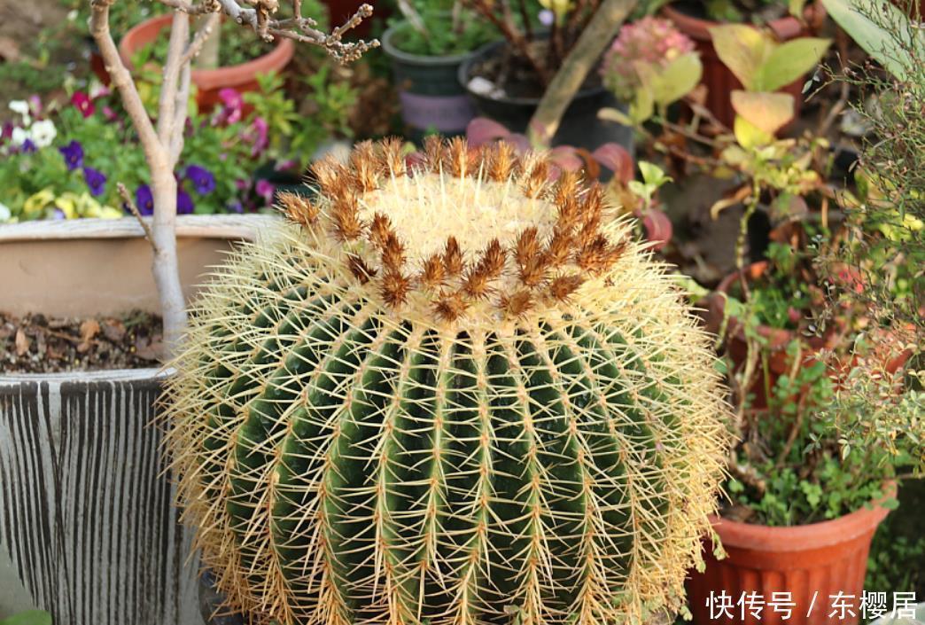 初学养花记住“先懒后勤”4个字，买花换盆后很实用，缓苗很快速