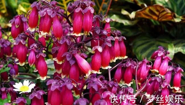 几种花卉花期长开花大,好养易活,花色艳丽迷人,新手必备!