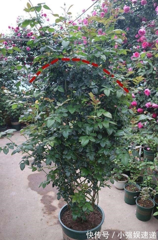 月季花|月季花迟迟不开花,看看枝条上有没有这种东西,发现一个剪一个!