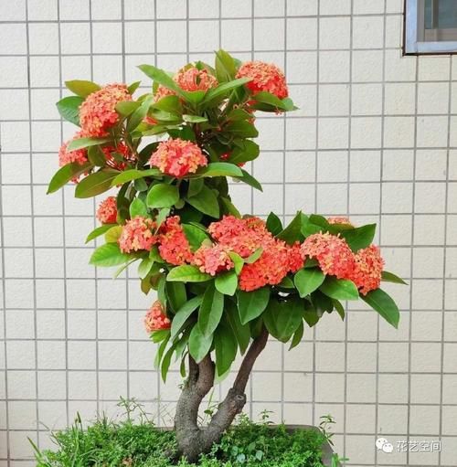 “最累”的8种花,花开连续几个月,一次开花几百朵!