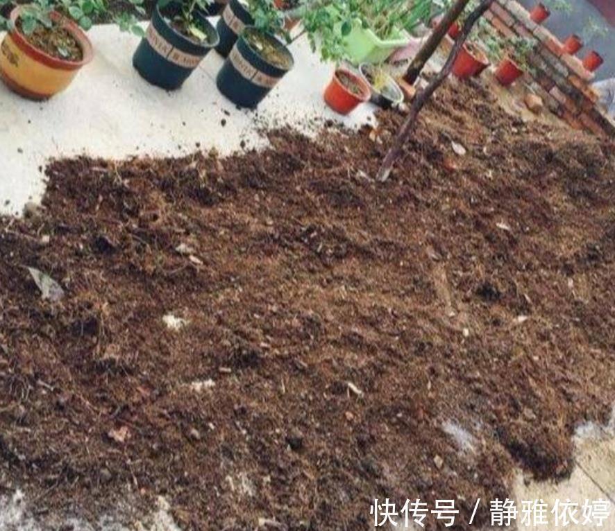 山上收集回来松针土,别直接拿来养花,先要简单处理