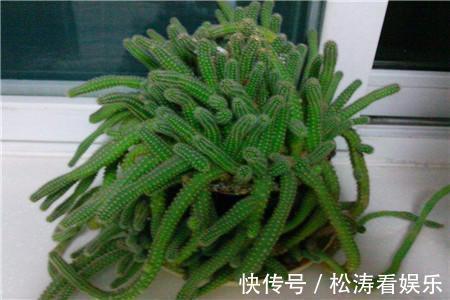 仙人掌|仙人掌烂根不用怕，这样处理一下，轻松长出大白根