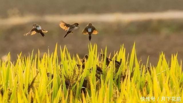 黄鹤楼&中国历史上影响最大的10首诗,惊艳千古,中国人必读古典文学与诗词今天