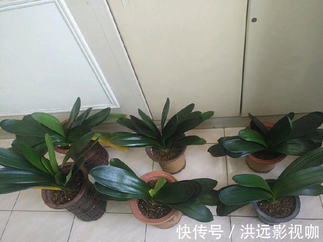 浇水|君子兰浇水4要点，掌握君子兰四季浇水技巧，开花爆盆不难