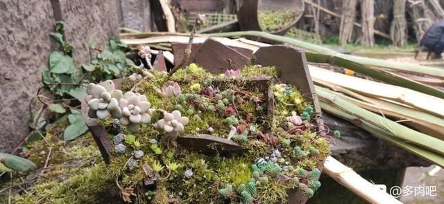 腌咸菜的坛子钻个孔，养花变成巨无霸，特美