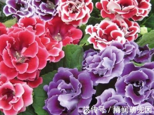 此花颜色艳丽,花枝妖娆美的像是一幅画,寓意着欲望和美丽