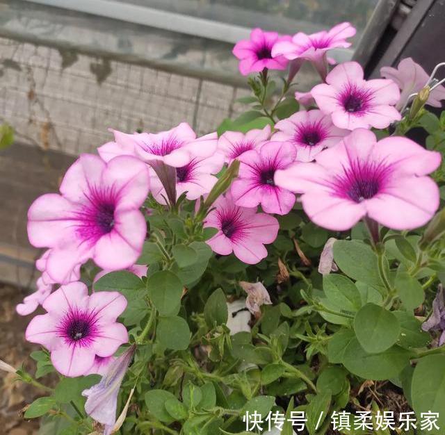 养花土壤不用买,路边捡点“烂树叶”,秒变营养土,省钱又省力