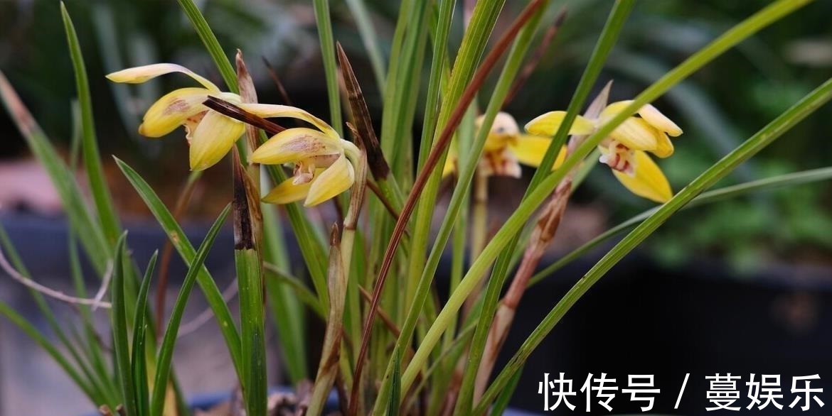 服盆|兰花翻盆:两花不翻、两水不浇、两肥不施,你做对了吗
