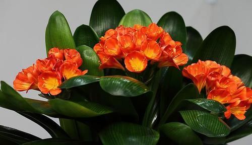  看上去|花生用途多又广！用来养花效果好，花蹿个叶子亮，看上去真不错！