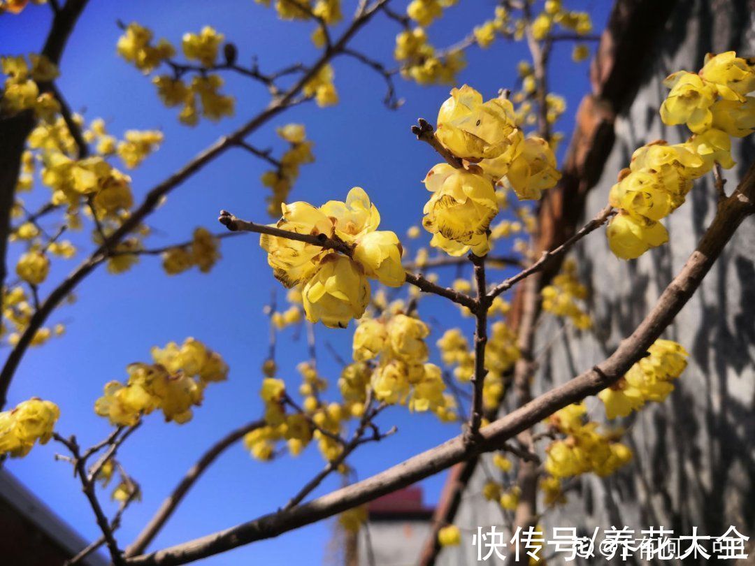 花多多|不怕冷的喜庆花，-15度依然开，满树繁花