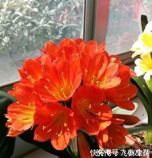 仙客来|这5种花,不要钱也不能养,全都有毒,养了后悔都来不及