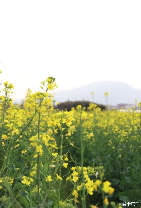 中年|那一抹黄是什么花