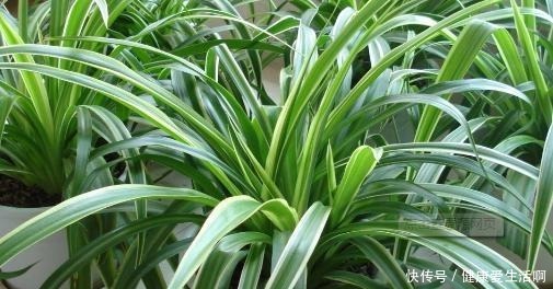 吊兰的培育方法好学吗非常简单一棵吊兰,一年就能分出很多盆!