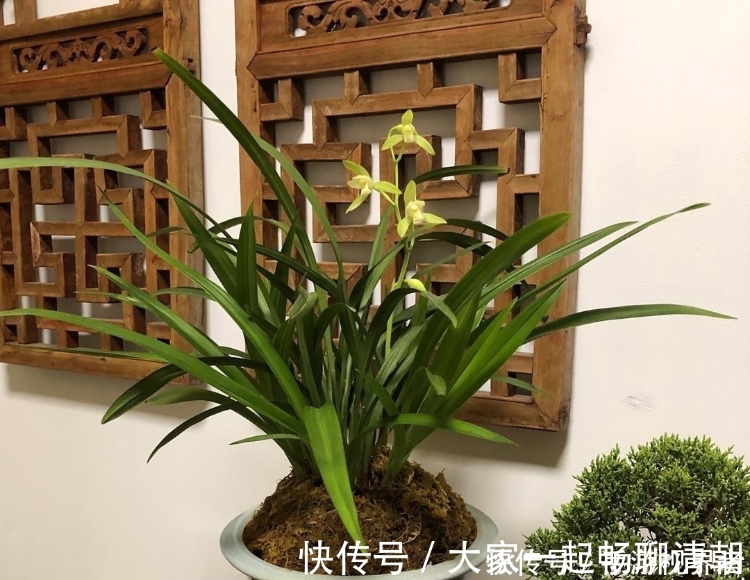 绿油|兰花夏季要断水,学会这样浇水,根系健壮,叶子绿油