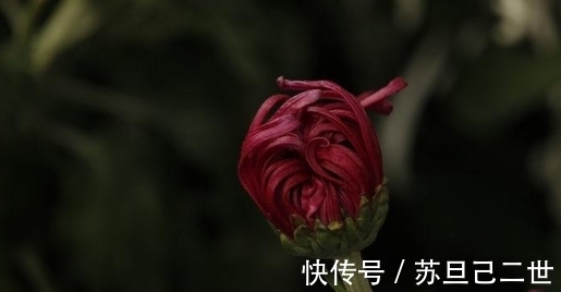 墨菊|养菊不如养一盆“墨菊”，花色如墨，华丽不失娇媚，适合盆栽养殖