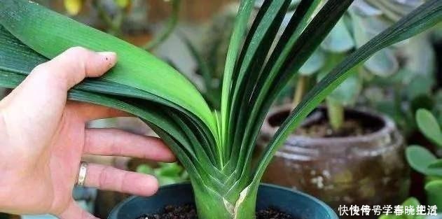 僵苗|君子兰不见长,是僵苗还是养护不当教你“4招”,快速恢复活力!