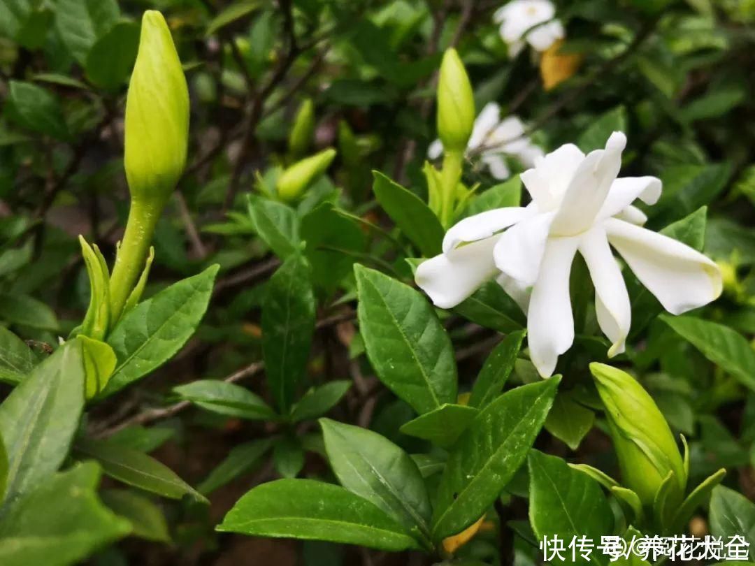 入夏前，10种花要赶紧施肥，不然以后没花看