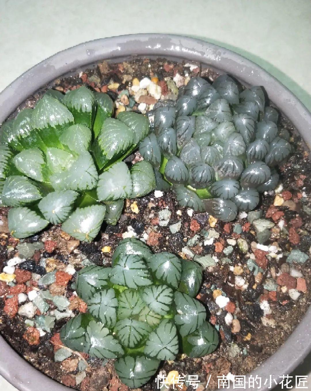 叶片|夏天怕晒的花,赶紧搬到阴凉地儿,再晒成枯杆了