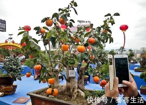 枝条|老鸦柿和金弹子不一样，做好修剪蟠扎，造型漂亮挂果多，比金弹子还要好看