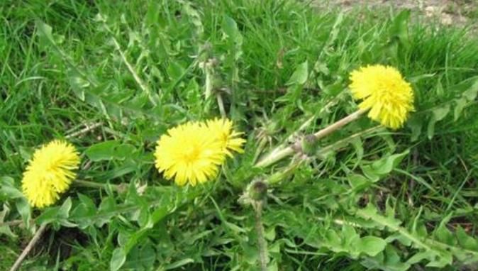 蒲公英|55岁舅舅,因一壶蒲公英水,被送进医院,提醒蒲公英禁忌要知晓