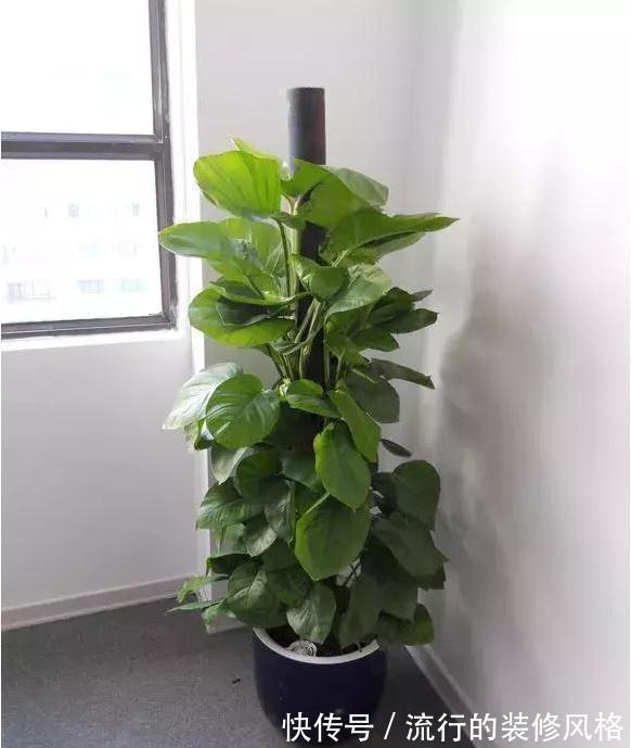 要想绿萝养得好,这件事不能少,做好了绿萝蹭蹭长