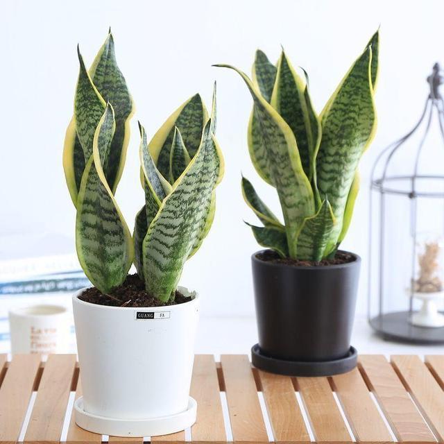 花期|这几种花“花期”长，一开就是几个月，别人看了以为是假花