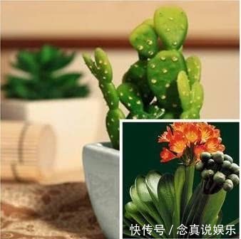 悄悄告诉你,养护君子兰有个“小秘密”,叶片油绿,年年开花不断