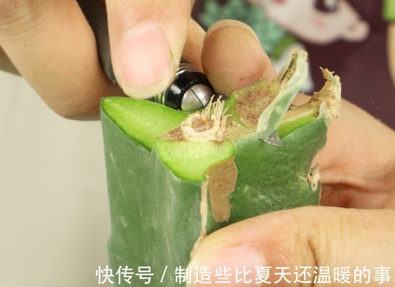 养护蟹爪兰，要注意8个要点，才能开出仙气飘飘花
