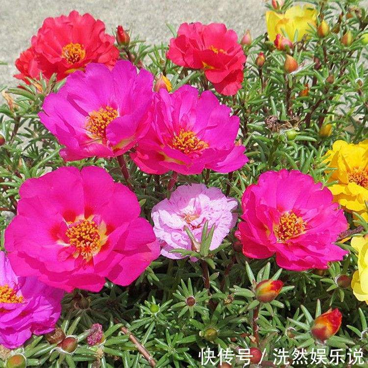 老桩|金枝玉叶又能派上“大用场”,嫁接几根太阳花,变成老桩“花柱”