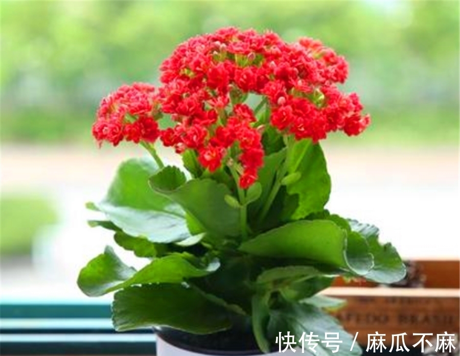 长寿花养护有“4大误区”,难怪只长叶子不开花,学会了花开爆盆