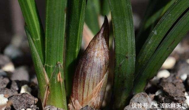 冬天养兰花，别做3件“傻事”，危害大，花难开！