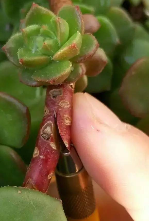 多肉原来还能这么玩,嫁接方法很简单,轻松爆盆还好看!